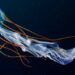 Deep sea mining could have a significant impact on the jellyfish